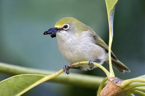 Christmas White-eye (Zosterops natalis), Christmas Island, Australia
