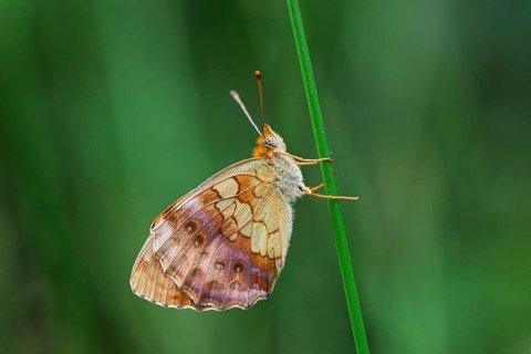 Blackberry Pearl-bordered Fritillary (Brenthis daphne), a butterfly of the Nymphalidae family,