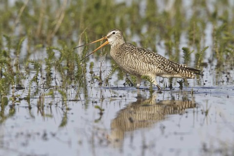 Marbled Godwit (Limosa fedoa), Alberta, Canada