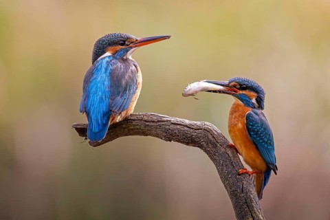 Kingfisher (Alcedo atthis) spring, courtship, mating, nuptial gift, male, hunting, catching fish,