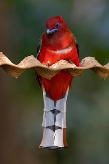 Red-headed Trogon (Harpactes erythrocephalus helenae) male, Yunnan, China