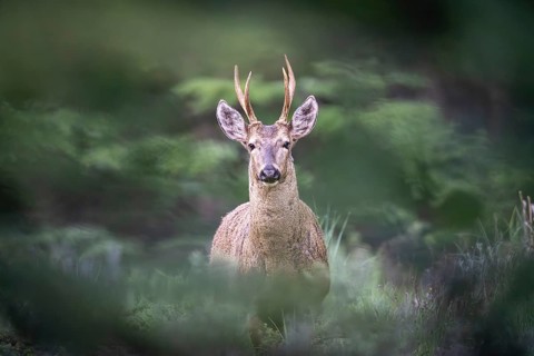 Southern Andean deer (Hippocamelus bisulcus), male animal with antlers, standing in dense