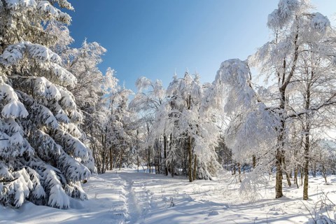 Sunny winter landscape with snow-covered trees, bushes, trails and branches covered with hoarfrost