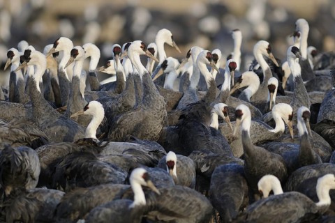 Hooded Crane (Grus monacha), Arasaki, Japan