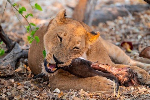 Lion pack with kill, lion (Panthera Leo) eats buffalo, savanna, Moremi Game Reserve, Botswana