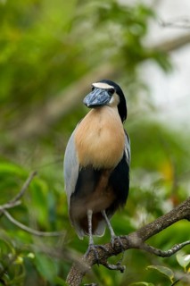 Boat-billed Heron Cochlearius cochlerius San Blas, Nayarit, Mexico 7 June Adult Ardeidae