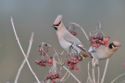 Bohemian Waxwing (Bombycilla garrulus) feeding on berries, North Rhine-Westphalia, Germany