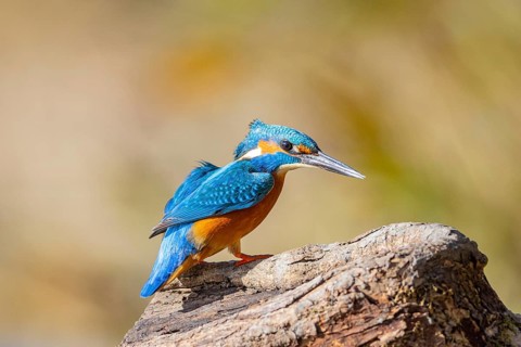 Kingfisher (Alcedo atthis) ml Germany