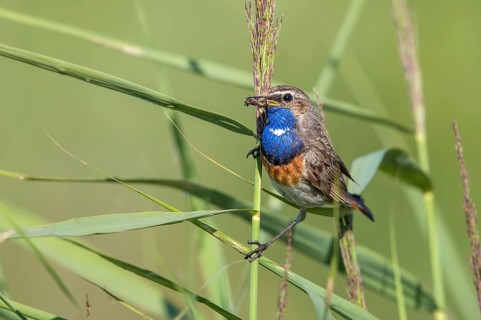 Bluethroat (Luscinia svecica cyanecula) male perched in reedbed with insect prey in beak,