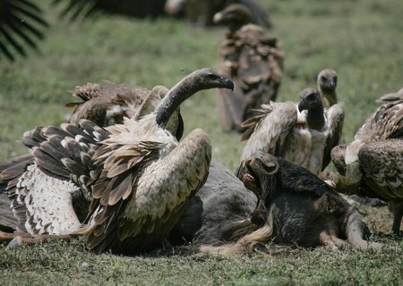 White-backed Vulture (Gyps africanus) adult feeding together with several Barred Vultures (Gyps