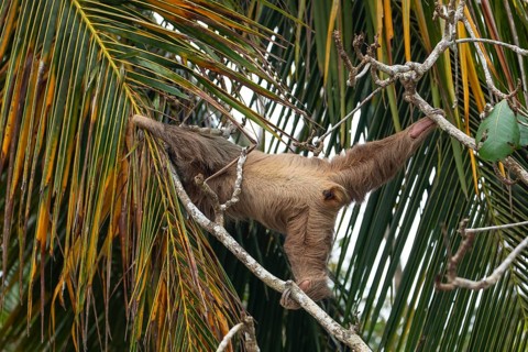 Male two toed sloth reaching and stretching across branches towards a palm frond, showing genitals.