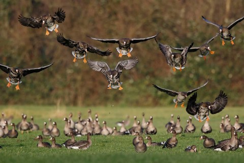 Greater White-fronted Goose (Anser albifrons) flock landing, North Rhine-Westphalia, Germany