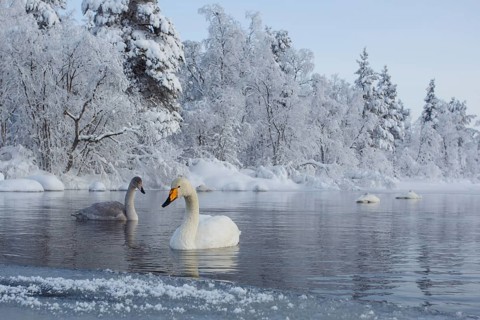 Whooper Swan (Cygnus cygnus), Finland