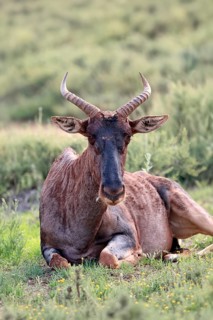 Tsessebe (Damaliscus lunatus), lyrebird, crescent moon antelope, adult, sitting, relaxed, Mokala
