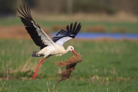 White Stork (Ciconia ciconia) flying, North Rhine-Westphalia, Germany