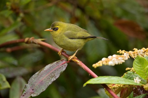 Mountain Blackeye (Chlorocharis emiliae), Sabah, Malaysia