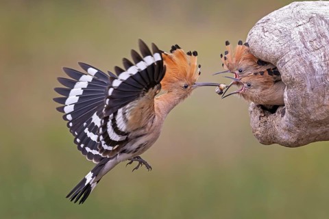 Hoopoe (Upupa epops) Bird of the Year 2022, male with food, prey, foraging, food for the young