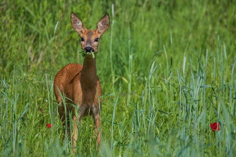 Roe deer (Capreolus capreolus), close-up, doe feeding at the edge of a cereal field in a green