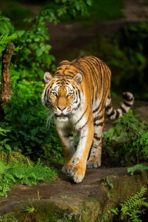 Siberian tiger or Amur tiger (Panthera tigris altaica) walking on the ground, Bavaria, Germany