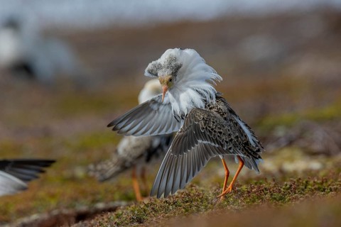 Ruff (Philomachus pugnax), at the mating site, Varanger, Norway