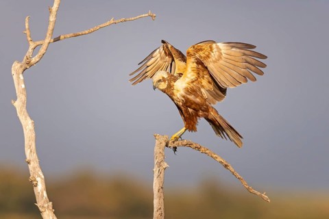 Marsh harrier (Circus aeruginosus) medium-sized bird of prey, female, hunting in reeds, looking for