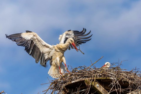 White stork (Ciconia ciconia), landing on the nest with nesting material in its beak, Affenberg,