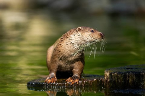 Eurasian otter (Lutra lutra) on a tree trunk in the water of a little lake, Bavaria, Germany