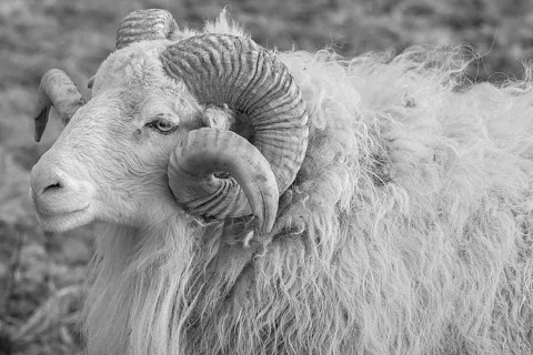 Sheep, male horned Moorschnucke (Ovis aries), black and white, Rehna, Mecklenburg-Vorpommern,