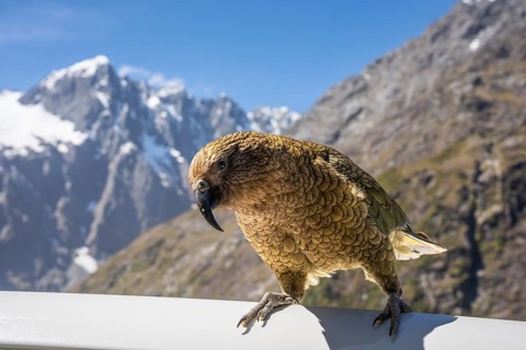 A Kea sits on a car roof. Monkey Creek Parking, Milford Road, Fiordland National Park, Southland
