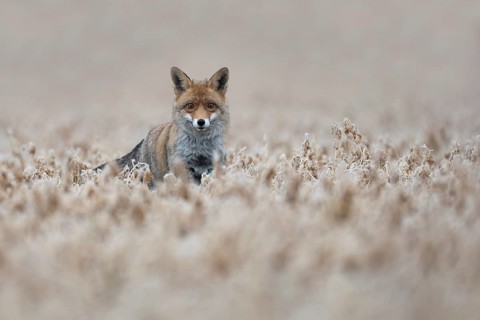 Red fox (Vulpes vulpes), Bitburg, Rhineland-Palatinate, Germany