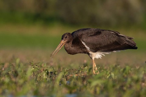 Black Stork (Ciconia nigra) juvenile foraging, Tiszaalpár, Hungary