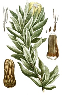 Botany, plants, Scolymocephalus, Lepidocarpodendron frutice conifero, synonym or old name for