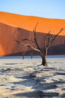 Dead camel thorn trees (Vachellia erioloba), red sand dunes, white salt pan, Dead Vlei, Sossusvlei,