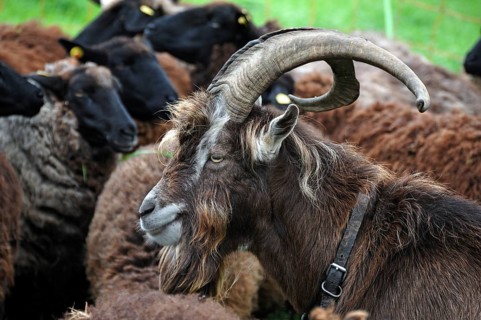 Goat goat (Capra aegagrus hircus), Thuringian goat goat, Rögnitz, Mecklenburg-Western Pomerania,