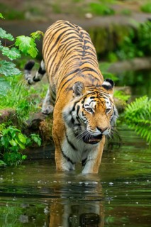 Siberian tiger (Panthera tigris tigris) walking in a lake, captive, Germany