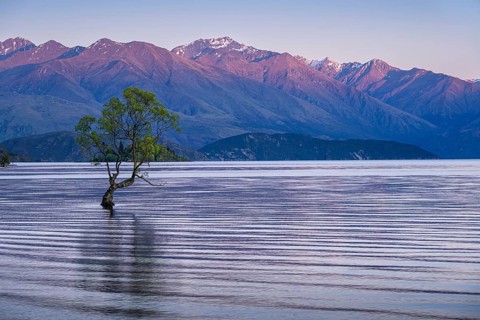 Wanaka Tree in the morning at sunrise, Lake Wanaka, Otago, South Island, New Zealand