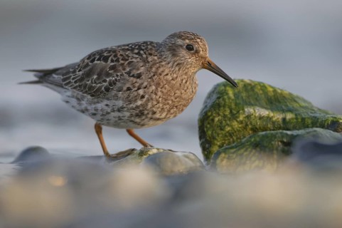 Purple Sandpiper (Calidris maritima), Schleswig-Holstein, Germany