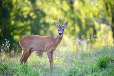 Roe deer (Capreolus capreolus), roebuck in a forest clearing, Tyrol, Austria