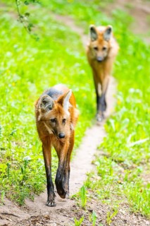Maned wolf (Chrysocyon brachyurus) walking around, Germany
