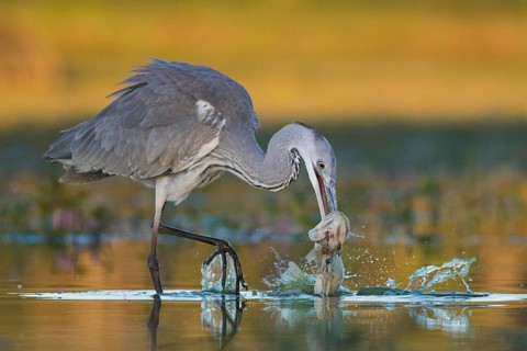 Grey Heron (Ardea cinerea) with fish prey in beak, Tiszaalpár, Hungary