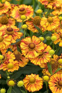 Sunflower (Helenium 'Can Can'), RHS Garden Bridgewater, Great Britain