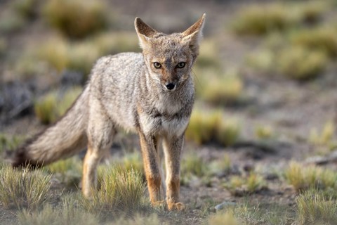 South American gray fox (Lycalopex griseus), single animal standing in steppe vegetation and