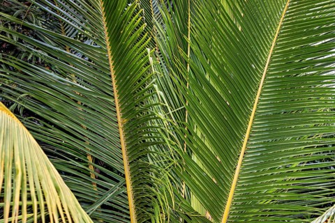 Green palm leaves under bright light create a tropical atmosphere, Sago palm (Metroxylon or Cycas)
