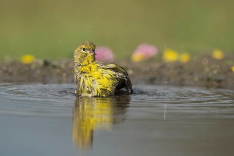 European Serin (Serinus serinus) male bathing, Aosta Valley, Italy