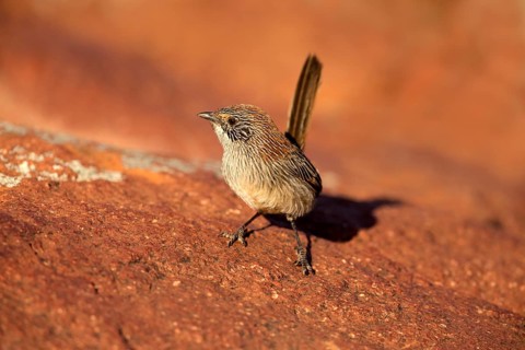 Short-tailed Grasswren (Amytornis merrotsyi pedleri), South Australia, Australia