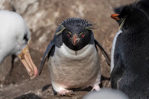 Rockhopper penguin (Eudyptes chrysocome), adult bird facing the camera between conspecifics and