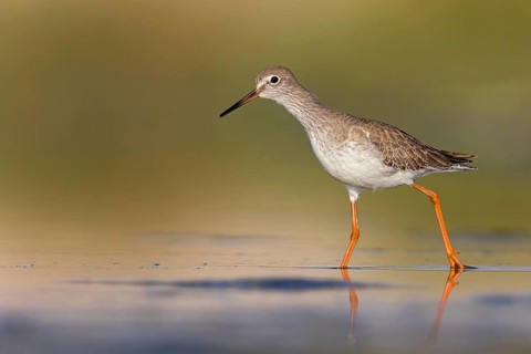 Redshank, (Tringa totanus), Animals, Birds, Snipe family, Raysut, Salalah, Sohar, Oman