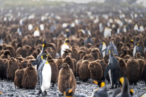 King penguins (Aptenodytes patagonicus), adult birds with brown chicks in a large breeding colony,