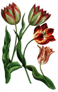 Botany, plants, tulips