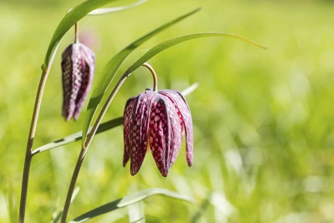 Snake's Head Fritillary (Fritillaria meleagris) in bloom, Dresden, Saxony, Germany
